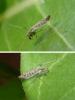 Chironominae inconnu